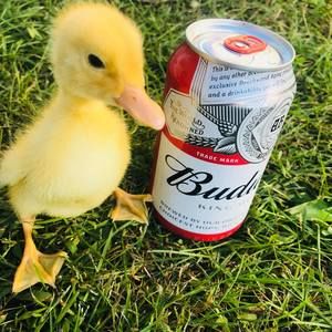 Meet your Posher, Stephen